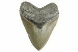 Serrated, Fossil Megalodon Tooth - North Carolina #346331-1